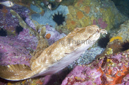 Spotted Wobbegong Shark (Orectolobus maculatus) Spotted Wobbegong Shark (Orectolobus maculatus)