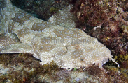 Spotted Wobbegong Shark (Orectolobus maculatus) Spotted Wobbegong Shark (Orectolobus maculatus)