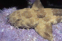 Spotted Wobbegong (Orectolobus maculatus)