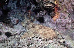 Spotted Wobbegong Shark (Orectolobus maculatus)