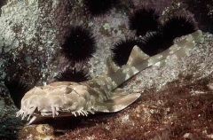 Spotted Wobbegong Shark (Orectolobus maculatus)