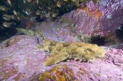 Spotted Wobbegong Shark (Orectolobus maculatus) Spotted Wobbegong Shark (Orectolobus maculatus)