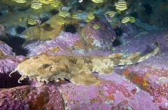 Spotted Wobbegong Shark (Orectolobus maculatus) Spotted Wobbegong Shark (Orectolobus maculatus)