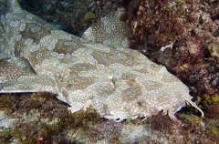 Spotted Wobbegong Shark (Orectolobus maculatus) Spotted Wobbegong Shark (Orectolobus maculatus)