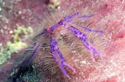Hairy Squat Lobster (Lauriea siagiani)
