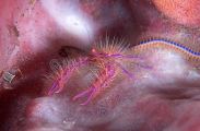 Hairy Squat Lobster (Lauriea siagiani) Hairy Squat Lobster (Lauriea siagiani)