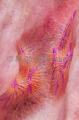 Hairy Squat Lobsters (Lauriea siagiani) Hairy Squat Lobsters (Lauriea siagiani)