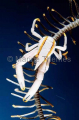 Elegant Squat Lobster (Allogalathea elegans)