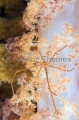 Ortman's Skeleton Crab (Chirostylus ortmanii) Ortman's Skeleton Crab (Chirostylus ortmanii)
