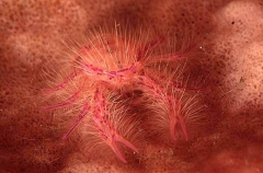 Hairy Squat Lobster (Lauriea siagiani) Hairy Squat Lobster (Lauriea siagiani)