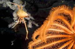 Galathied Squat Lobster (Munida quadrispina) Galathied Squat Lobster (Munida quadrispina)