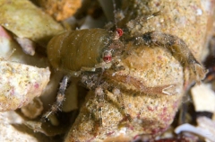 Australian Squat Lobster (Galathea australiensis) Australian Squat Lobster (Galathea australiensis)