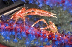 Squat Lobsters (Galatheidae, Galathea sp.) Squat Lobsters (Galatheidae, Galathea sp.)