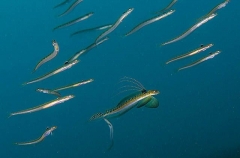 Long-rayed Sand-diver (Trichonotus elegans) Long-rayed Sand-diver (Trichonotus elegans)