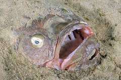 Bulldog Stargazer (Gnathagnus innotabilis)