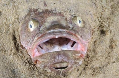 Bulldog Stargazer (Gnathagnus innotabilis)