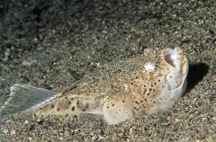 Whitemargin Stargazer (Uranoscopus sulphureus) Whitemargin Stargazer (Uranoscopus sulphureus)
