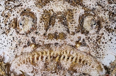 Reticulate Stargazer (Uranoscopus sp.) Reticulate Stargazer (Uranoscopus sp.)