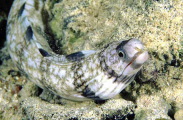 Starry Moray (Echidna nebulosa) Starry Moray (Echidna nebulosa)