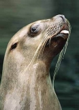 Stellar Sea Lion (Eumetopias jubatus) Stellar Sea Lion (Eumetopias jubatus)