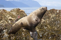 Stellar Sea Lion (Eumetopias jubatus) Stellar Sea Lion (Eumetopias jubatus)