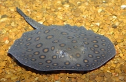 Ocellate River Stingray (Potamotrygon motoro)