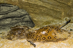 Ocellate River Stingrays (Potamotrygon motoro) Ocellate River Stingrays (Potamotrygon motoro)