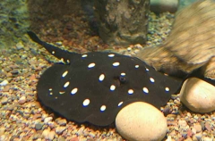 White-blotched River Stingray (Potamotrygon leopoldi)