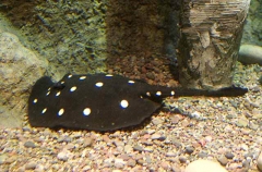 White-blotched River Stingray (Potamotrygon leopoldi)