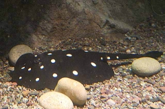 White-blotched River Stingray (Potamotrygon leopoldi)