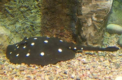 White-blotched River Stingray (Potamotrygon leopoldi)