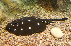 White-blotched River Stingray (Potamotrygon leopoldi)