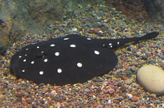 White-blotched River Stingray (Potamotrygon leopoldi)