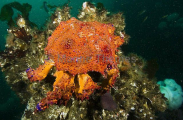 Puget Sound King Crab (Lopholithodes mandtii) Puget Sound King Crab (Lopholithodes mandtii)