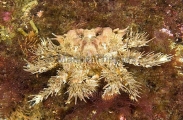 Heart Crab (Phyllolithodes papillosus) Heart Crab (Phyllolithodes papillosus)