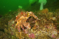 Puget Sound King Crab (Lopholithodes mandtii) Puget Sound King Crab (Lopholithodes mandtii)