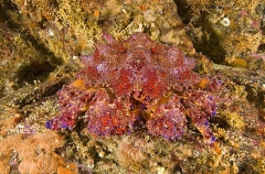 Puget Sound King Crab (Lopholithodes mandtii) Puget Sound King Crab (Lopholithodes mandtii)