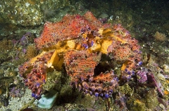 Puget Sound King Crab (Lopholithodes mandtii) Puget Sound King Crab (Lopholithodes mandtii)