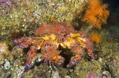 Puget Sound King Crab (Lopholithodes mandtii) Puget Sound King Crab (Lopholithodes mandtii)