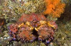 Puget Sound King Crab (Lopholithodes mandtii) Puget Sound King Crab (Lopholithodes mandtii)