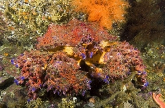 Puget Sound King Crab (Lopholithodes mandtii) Puget Sound King Crab (Lopholithodes mandtii)