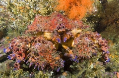 Puget Sound King Crab (Lopholithodes mandtii) Puget Sound King Crab (Lopholithodes mandtii)