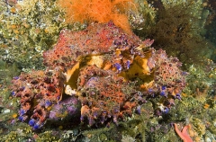 Puget Sound King Crab (Lopholithodes mandtii) Puget Sound King Crab (Lopholithodes mandtii)