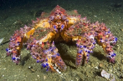 Puget Sound King Crab (Lopholithodes mandtii) Puget Sound King Crab (Lopholithodes mandtii)