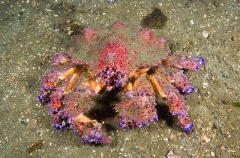 Puget Sound King Crab (Lopholithodes mandtii) Puget Sound King Crab (Lopholithodes mandtii)