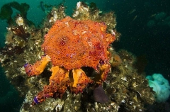 Puget Sound King Crab (Lopholithodes mandtii) Puget Sound King Crab (Lopholithodes mandtii)