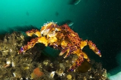 Puget Sound King Crab (Lopholithodes mandtii) Puget Sound King Crab (Lopholithodes mandtii)