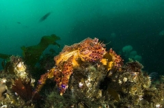 Puget Sound King Crab (Lopholithodes mandtii) Puget Sound King Crab (Lopholithodes mandtii)