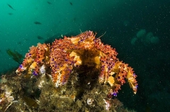 Puget Sound King Crab (Lopholithodes mandtii) Puget Sound King Crab (Lopholithodes mandtii)