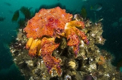 Puget Sound King Crab (Lopholithodes mandtii) Puget Sound King Crab (Lopholithodes mandtii)